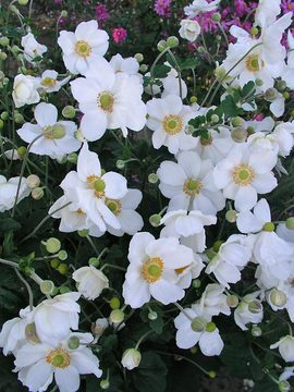 Extra large single white Anemone. Long blooming
