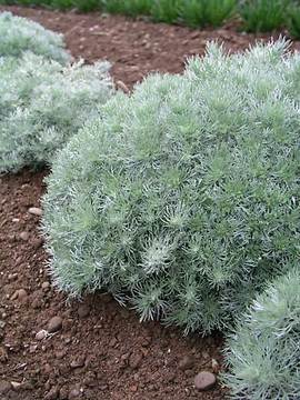 The well known silver edger and accent plant