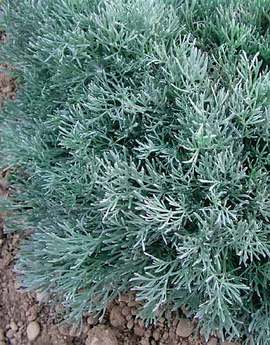White filigree foliage. Improved Silver Mound