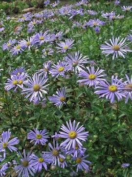 Soft lavender blue. A wonderful garden plant. Blooms forever
