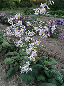 A native Aster. Striking violet flowers in fall.