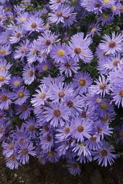 Blue flowers with gold centers. Low mounds in the fall
