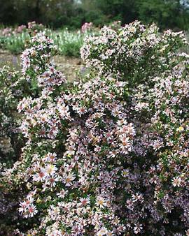 Dark mahogany foliage showcases hundreds of mini flowers