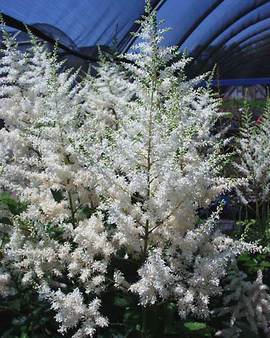 Pure, glistening white