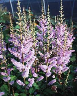 A nice dwarf lavender plume. In large pots
