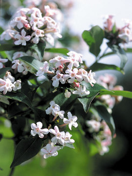 SHRUB. Wonderfully spring fragrant with orange-red fall leaves.