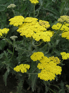FERNLEAF YARROW. Sulphur yellow flowers, shorter plants.