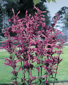 Foliage is lemon scented
