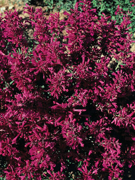 Blanketed with deep pink/purple flowers from summer into fall.