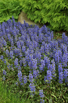 Blue flowers over mahogany-bronze leaves. Spreads rapidly