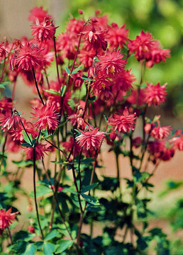 A scarlet spurless double flower.