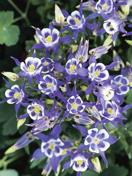Upward facing double blue/white with blue spurs.