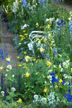 Fragrant yellow flowers on long graceful spurs.