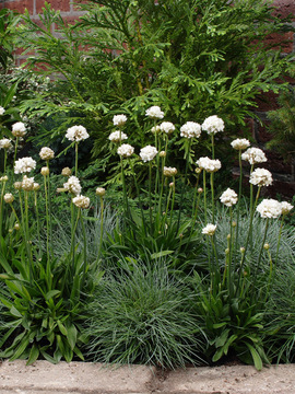 Blooms white all summer long