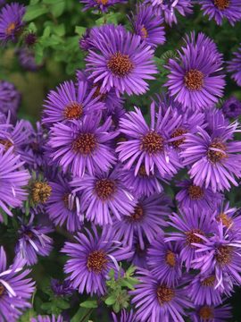 Compact and free flowering. A stunning deep purple