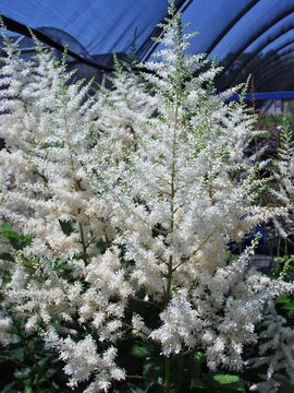 Pure, glistening white