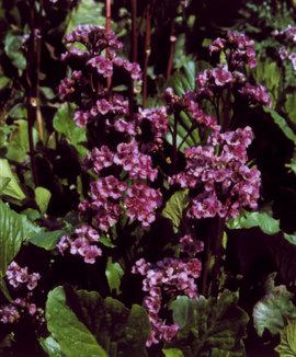 Carmine red blooms with evergreen leaves