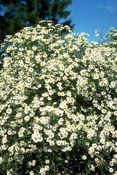 White flowers. Masses of star-like flowers late into the season