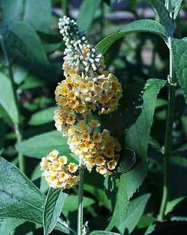 SHRUB. Butterfly Bush 5-6' Yellow flowers 4" pot