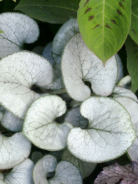 Really brightens up a shady spot.
