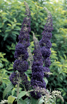 SHRUB.  A Silver Medal winner in deepest purple blue.
