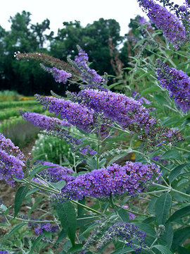 SHRUB 8' Close to true blue.  4" pot