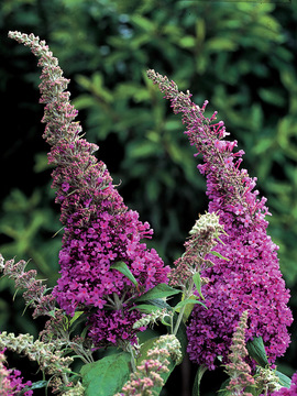 Bred to be full and loaded with rose pink flowers.
