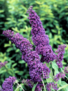 SHRUB. Fast growing and well behaved. Purple blooms.