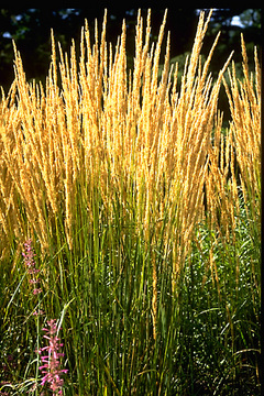 FEATHER REED GRASS. 5'