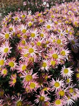 Very long bloomer. Salmony- pink
