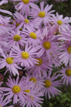RUBELLUM  Mum. Lavender Pink daisies with yellow centers