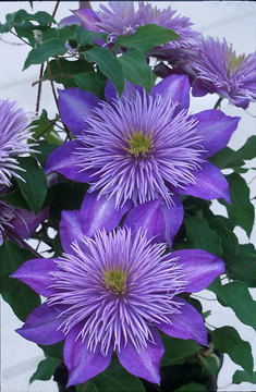 Fountain-like centers on lilac  blue flowers