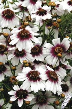 Bicolor flowers of white with a raspberry center