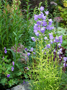 Brilliant gold foliage with blue bells