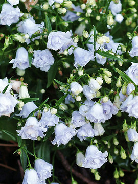 Gentle spreader of powder blue.