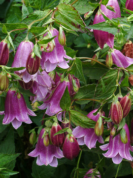 Flowers really do resemble pantaloons.