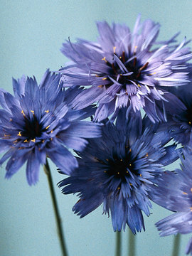 LOVE PLANT. Blue, Flowers are everlasting.