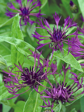 Vivid flowers of amethyst.