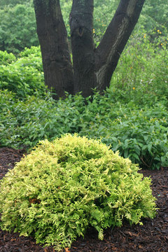 Bright yellow fern-like foliage.