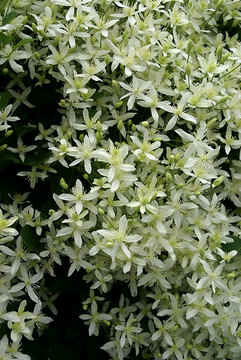 White. Tall climber.