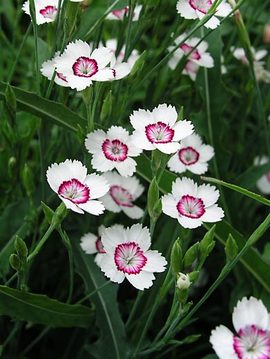 White petals, fiery red eye