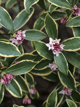 Evergreen and entrancing fragrant purple red blossoms 4" Pots