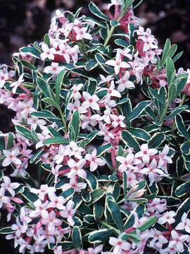 Early spring fragrant pink blooms, cream edged leaves