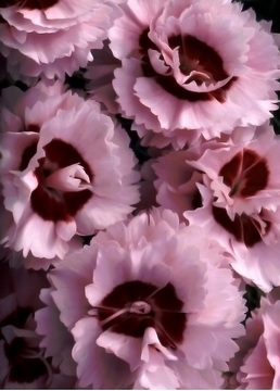 Fragrant raspberry double-frilled flowers beg to be picked.