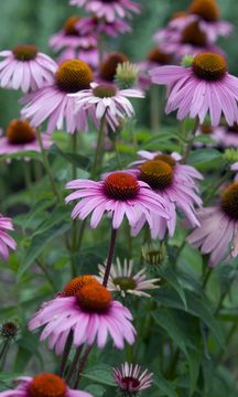 Extra large pink flowers last long when cut