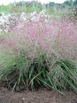PURPLE LOVE GRASS. 10"