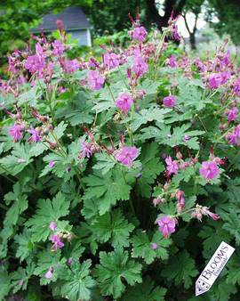 Superb magenta red flowers over shorter plants