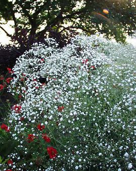 BABY'S BREATH. Double white flower.