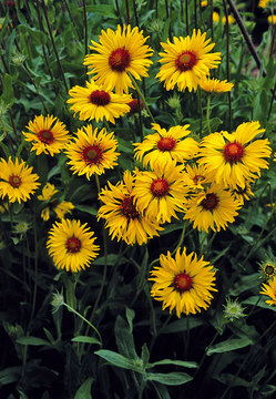 Deep yellow flowers surround an amber-red center