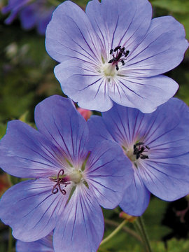 Extremely long blooming deep blue. Red fall folliage